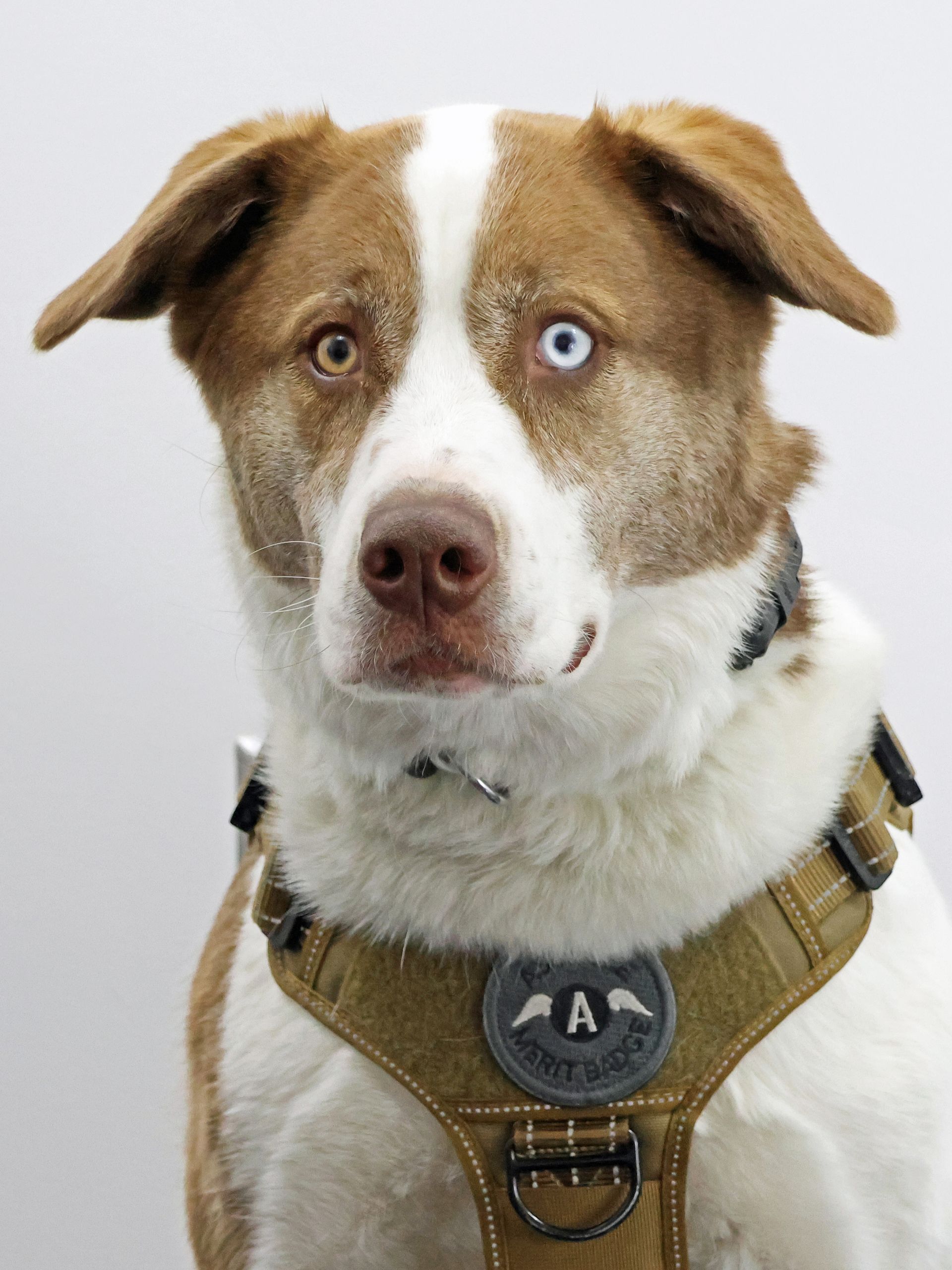 A brown and white dog wearing a harness with the letter a on it