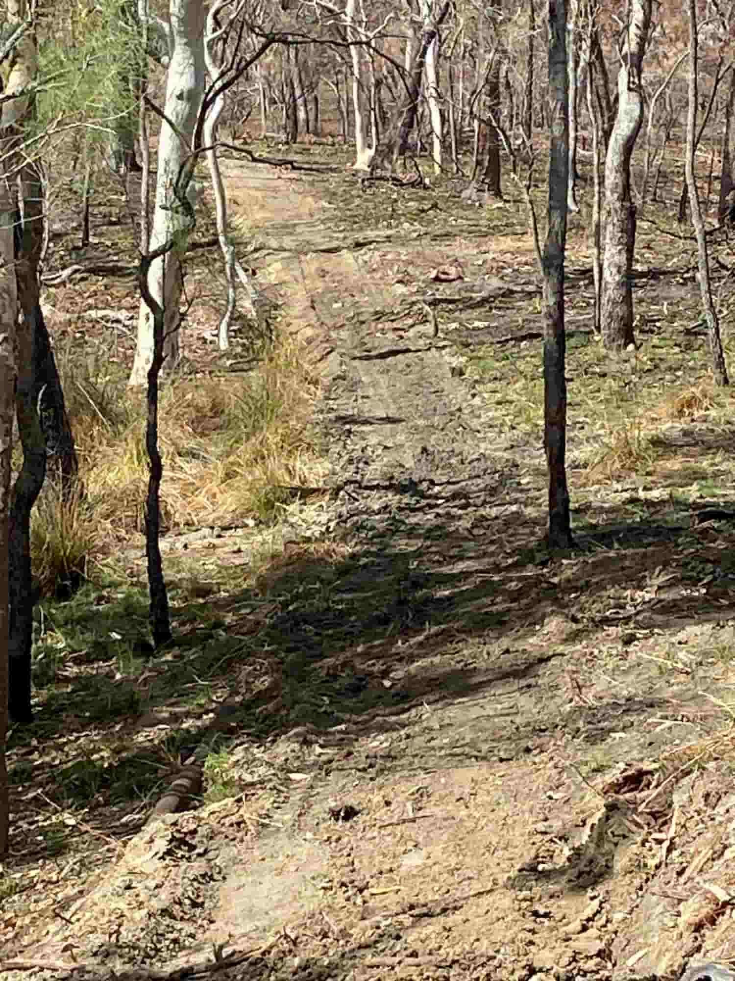 A Dirt Path in the Middle of a Forest Surrounded by Trees — RCJJ Mini Loaders In Mareeba, QLD