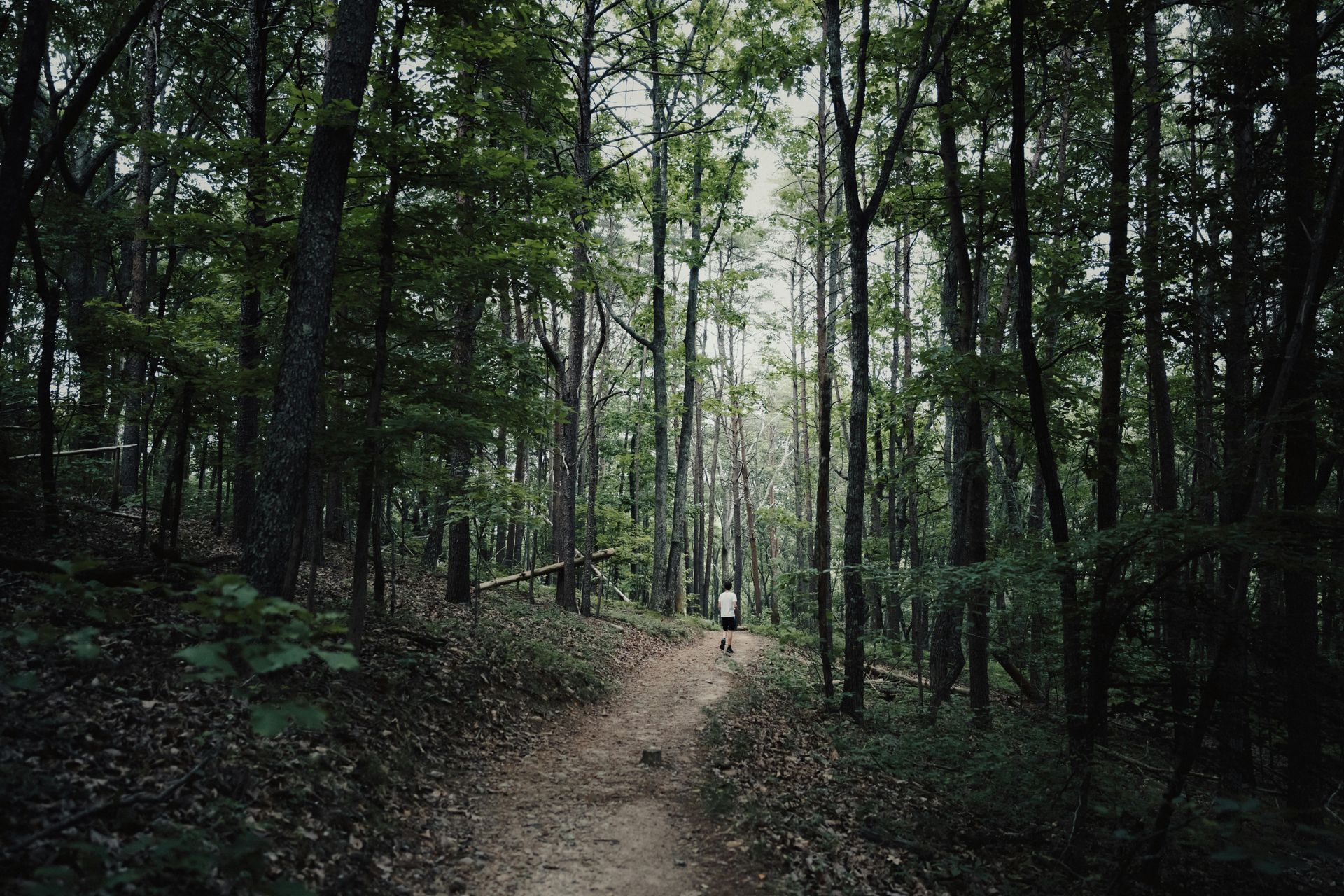 Narrow dirt path winding through a dark, dense forest with tall trees and dim light.