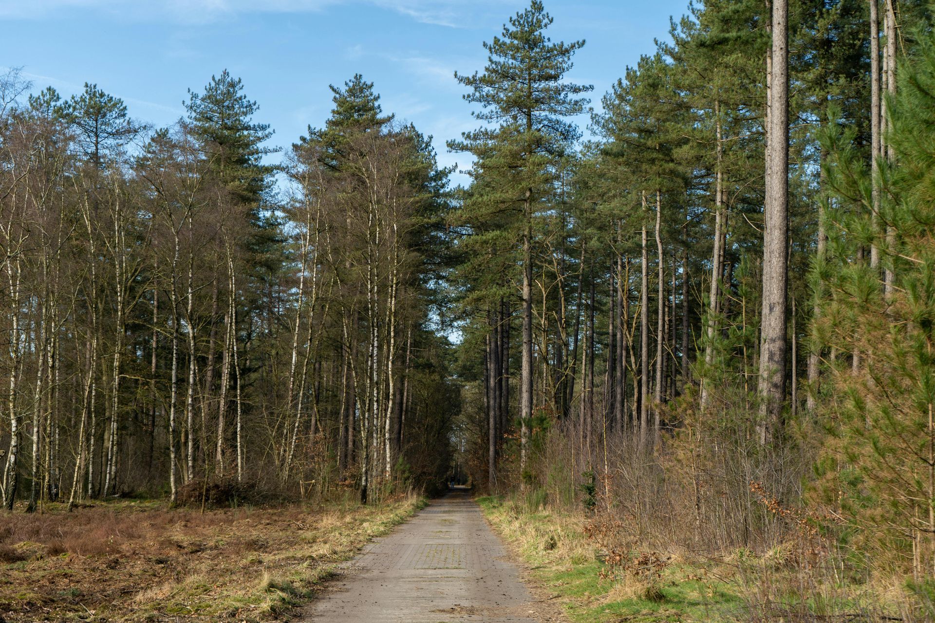 Forest path leading into tall trees under a clear sky