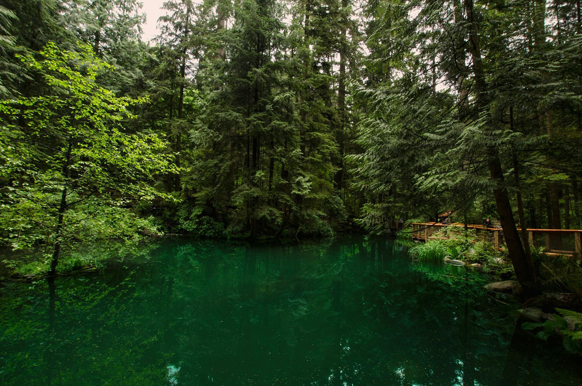 A tranquil forest pond with dark green water surrounded by dense trees and foliage.