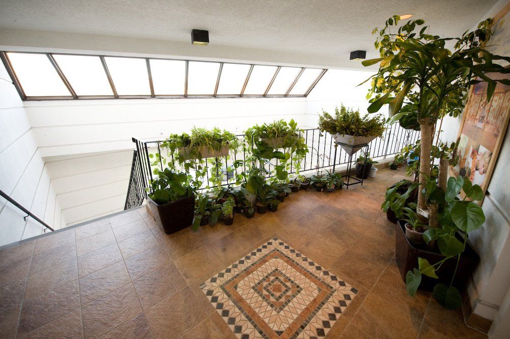 Indoor Plants — Great Neck, NY — Butterfly Garden Spa