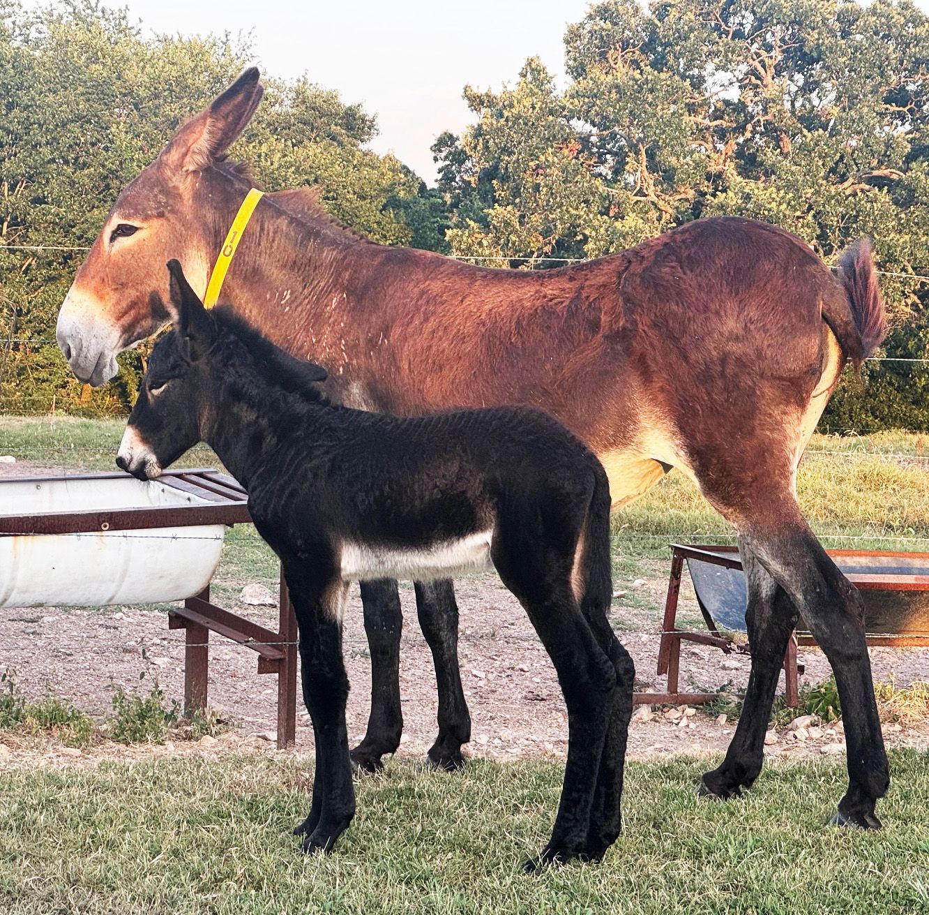 Foal #10 of 2025