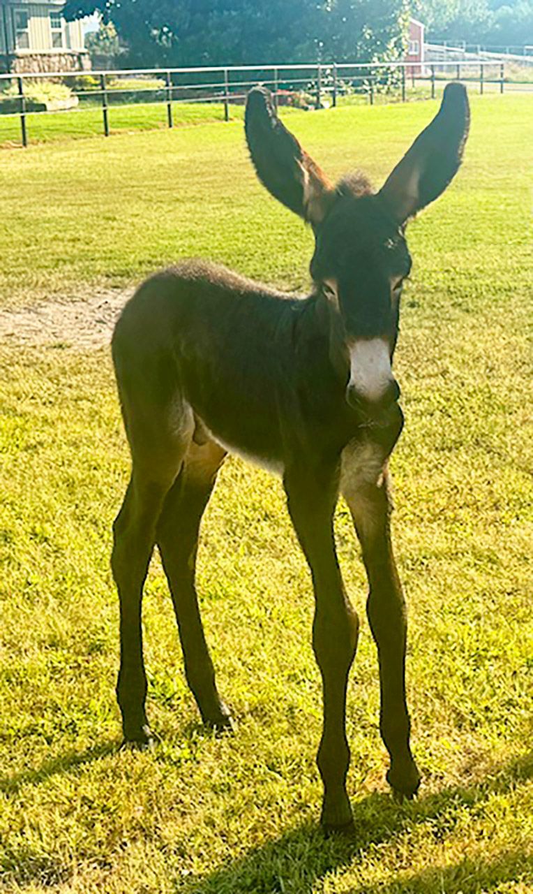 Foal #11 of 2025