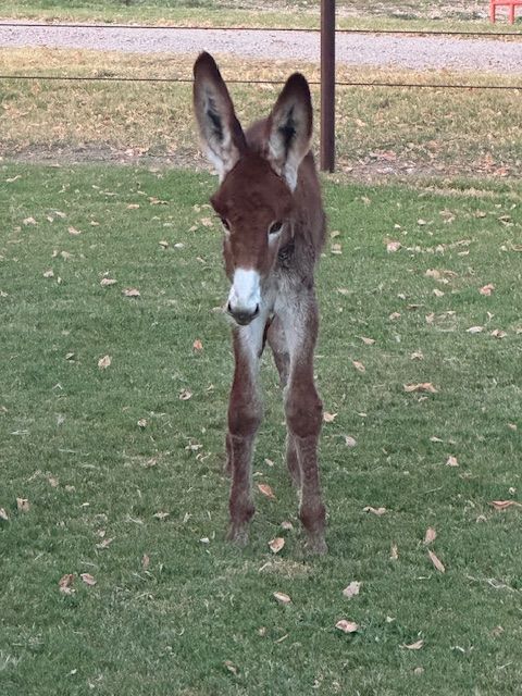 Foal #14 of 2025