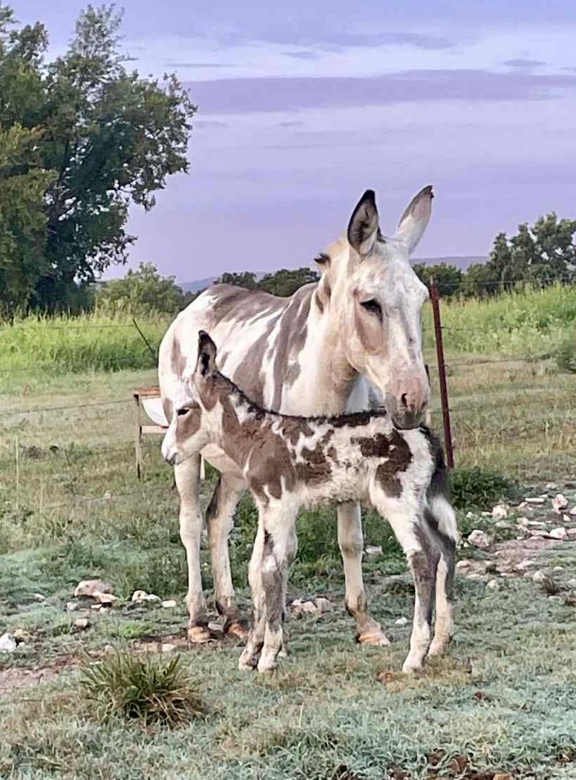 Foal #15 of 2025