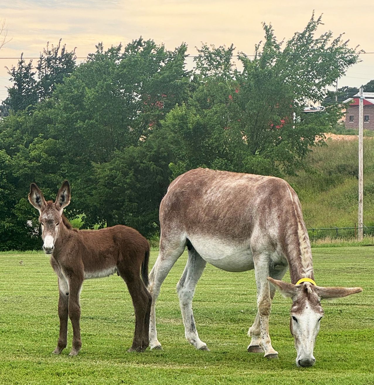 Foal #8 of 2025