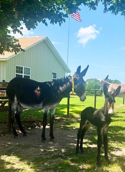 Foal #9 of 2025