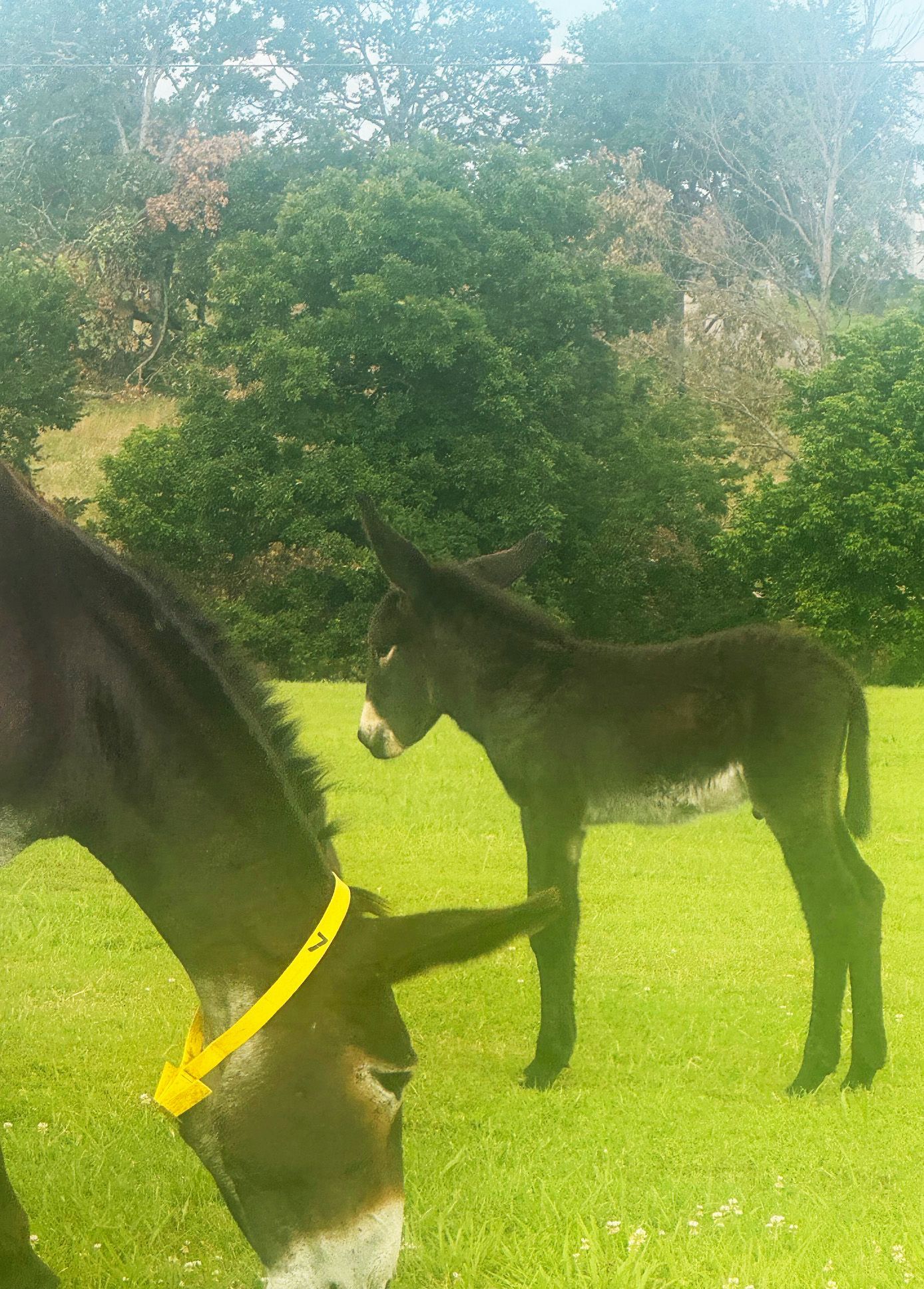 Foal #7 of 2025