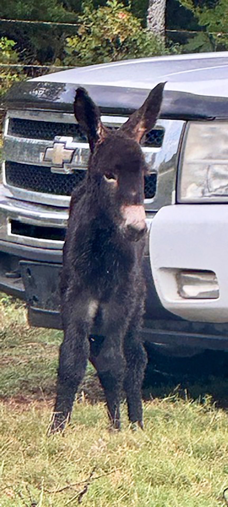 Click for a closer look: Foal #17 of 2025 Foal #17 of 2025