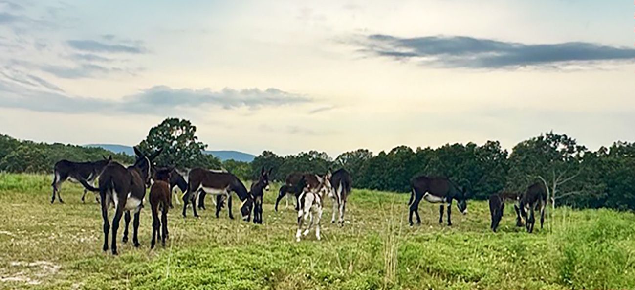 Click to a larger photo 2025 foals and their mamas