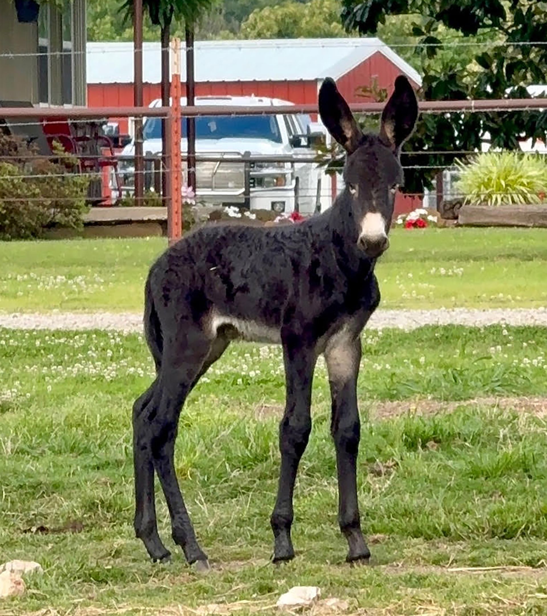 Foal #3 of 2026