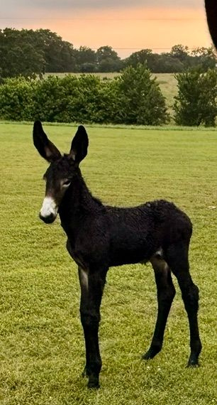 Photo of Garrett foal #7 of 2026