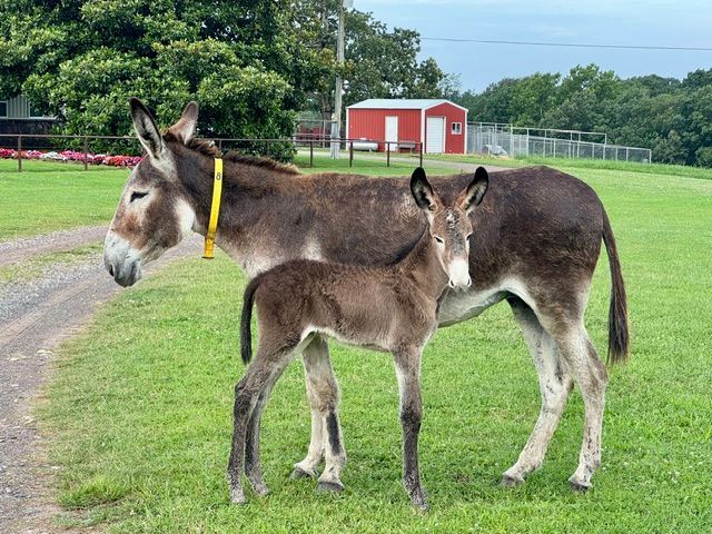 photo of Garrett foal #8 of 2026