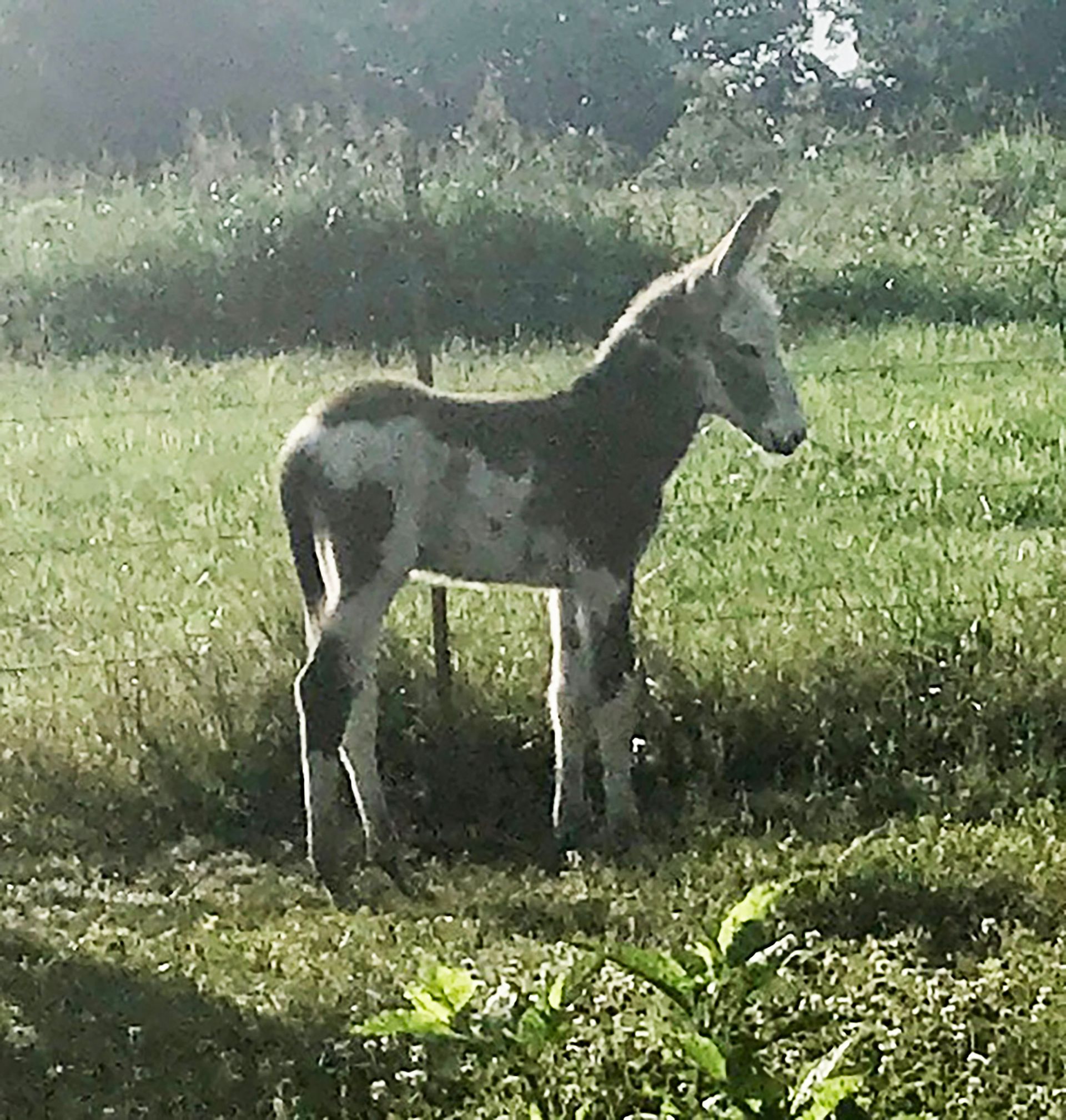 Foal #4 of 2026