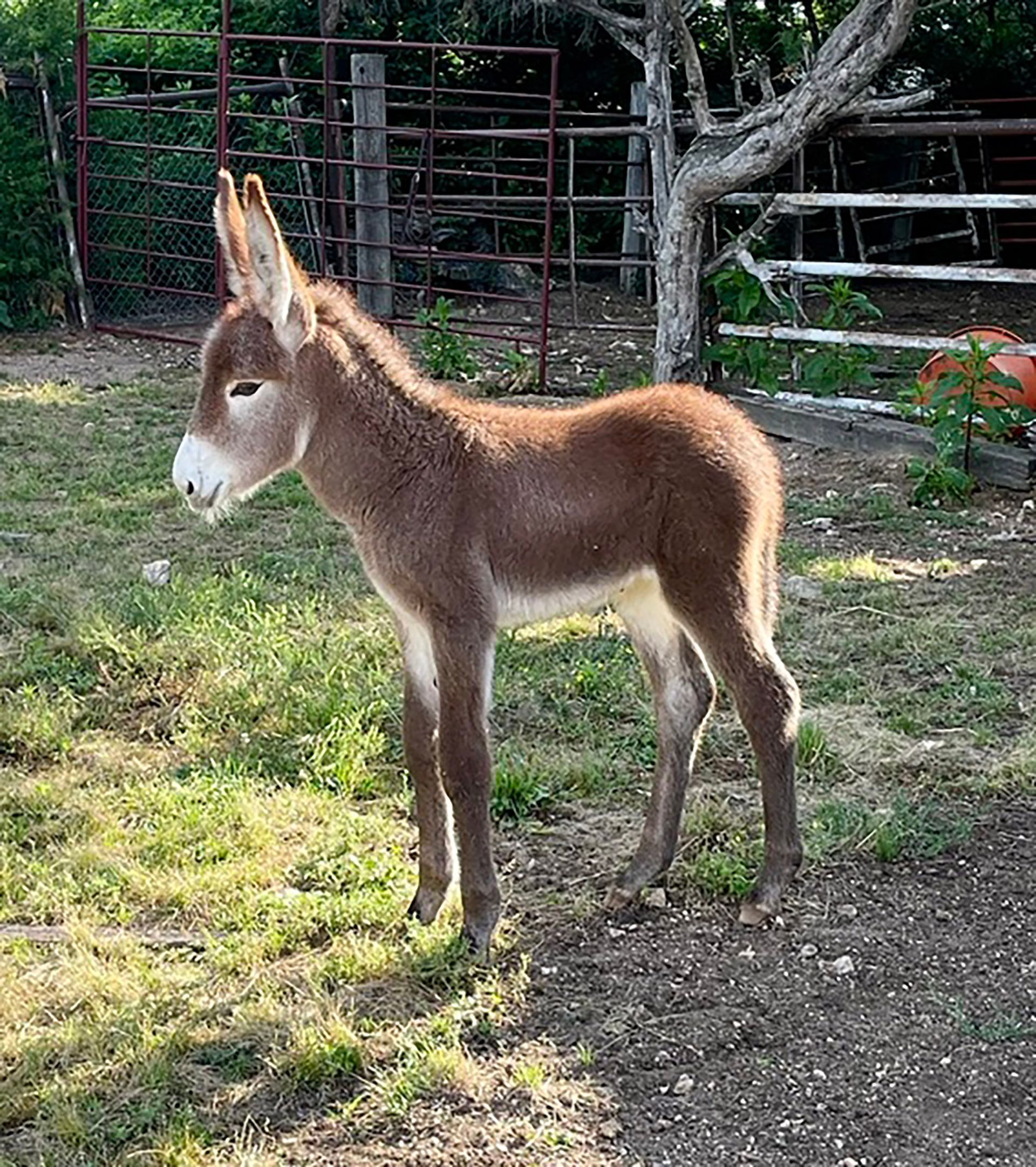 Foal #5 of 2026