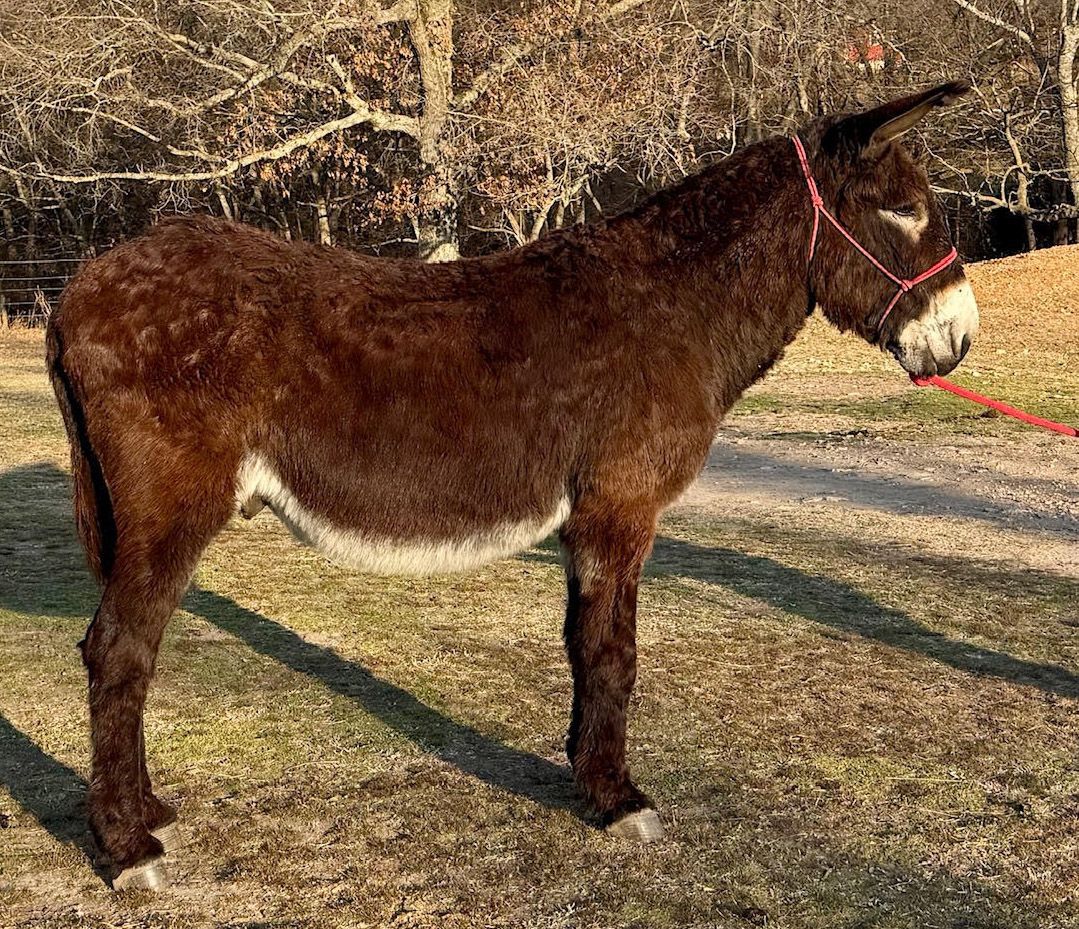 Bingo  riding donkey photo, 2025