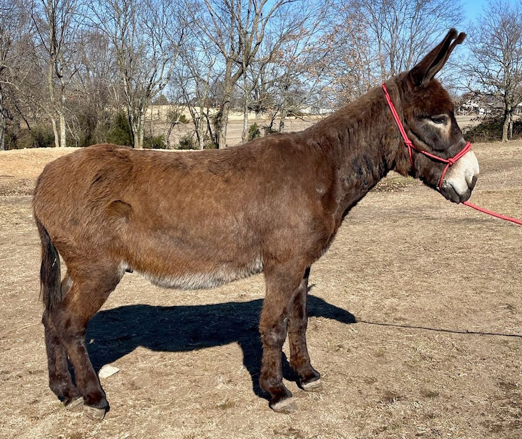Chester, saddle donkey photo, 2025