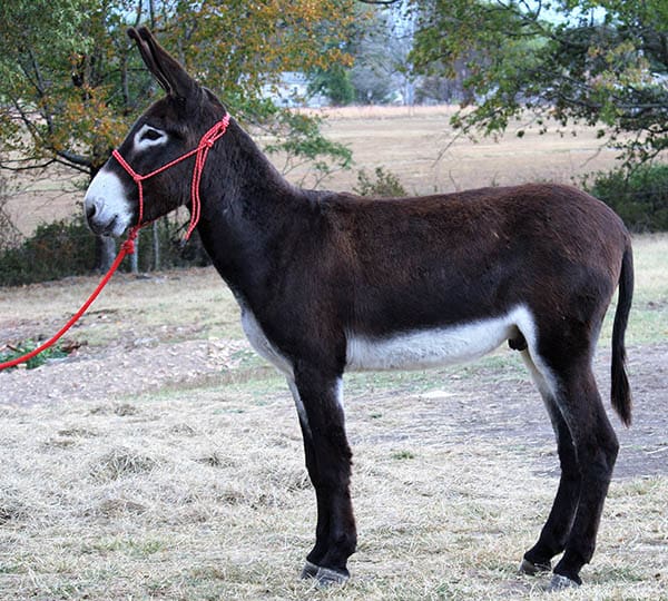 Chico riding donkey photo, 2022