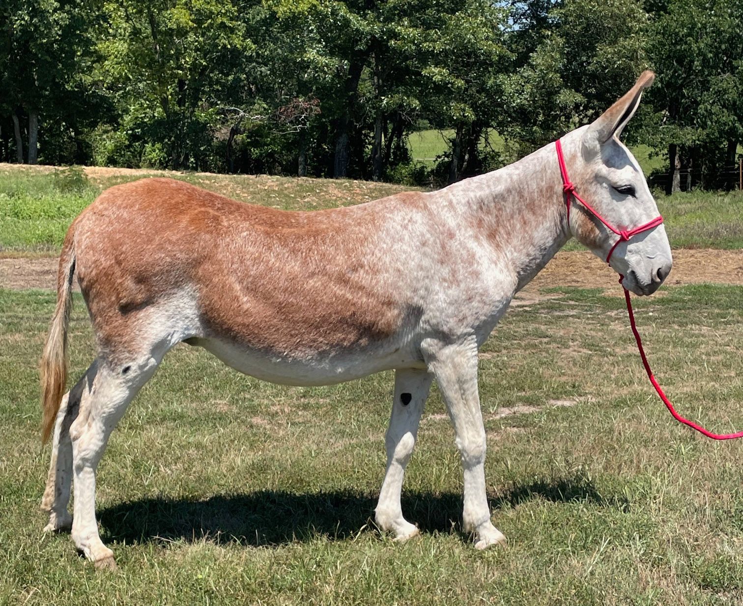 Cimarron saddle donkey photo, 2023
