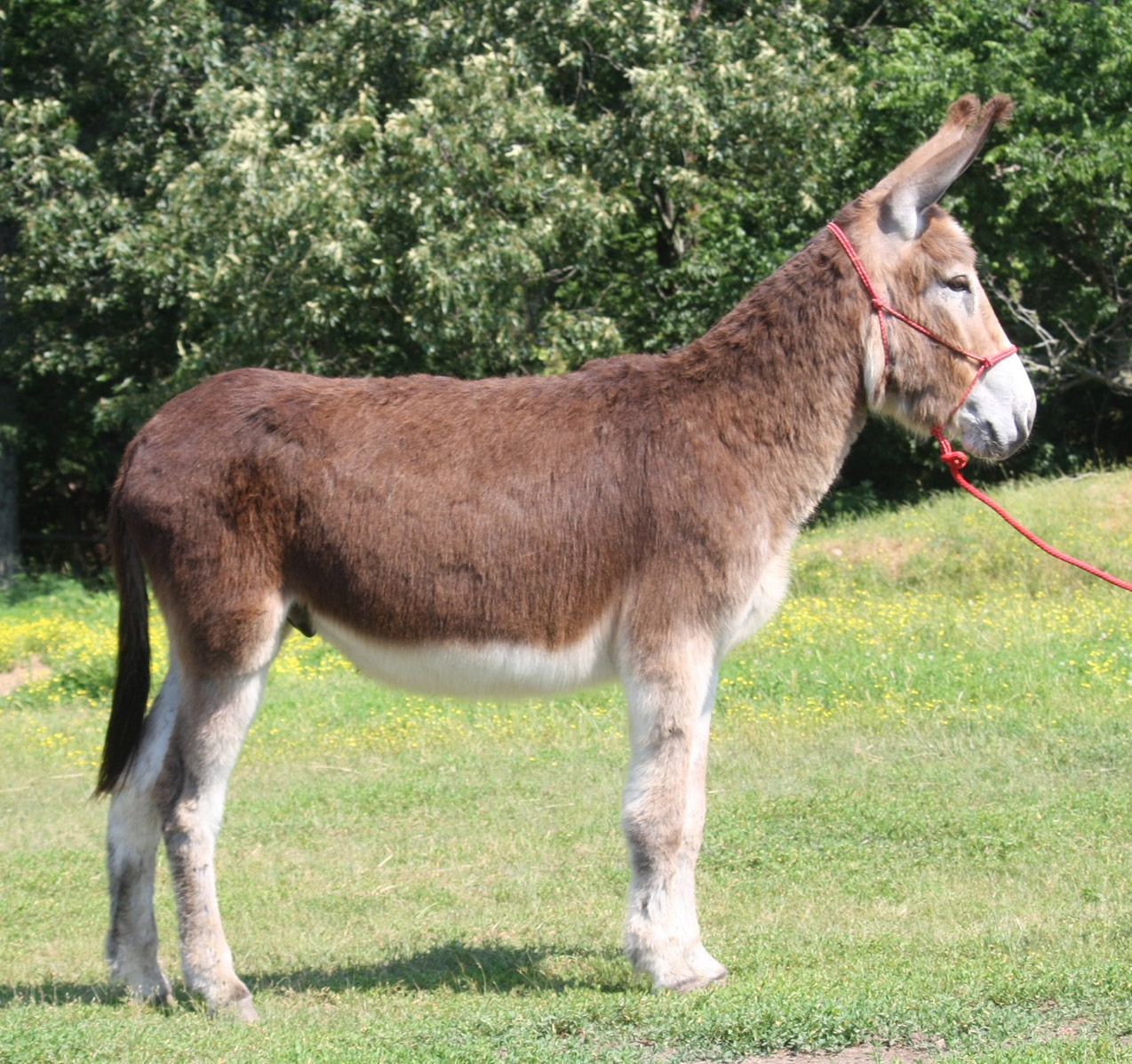 Copper riding donkey photo, 2023