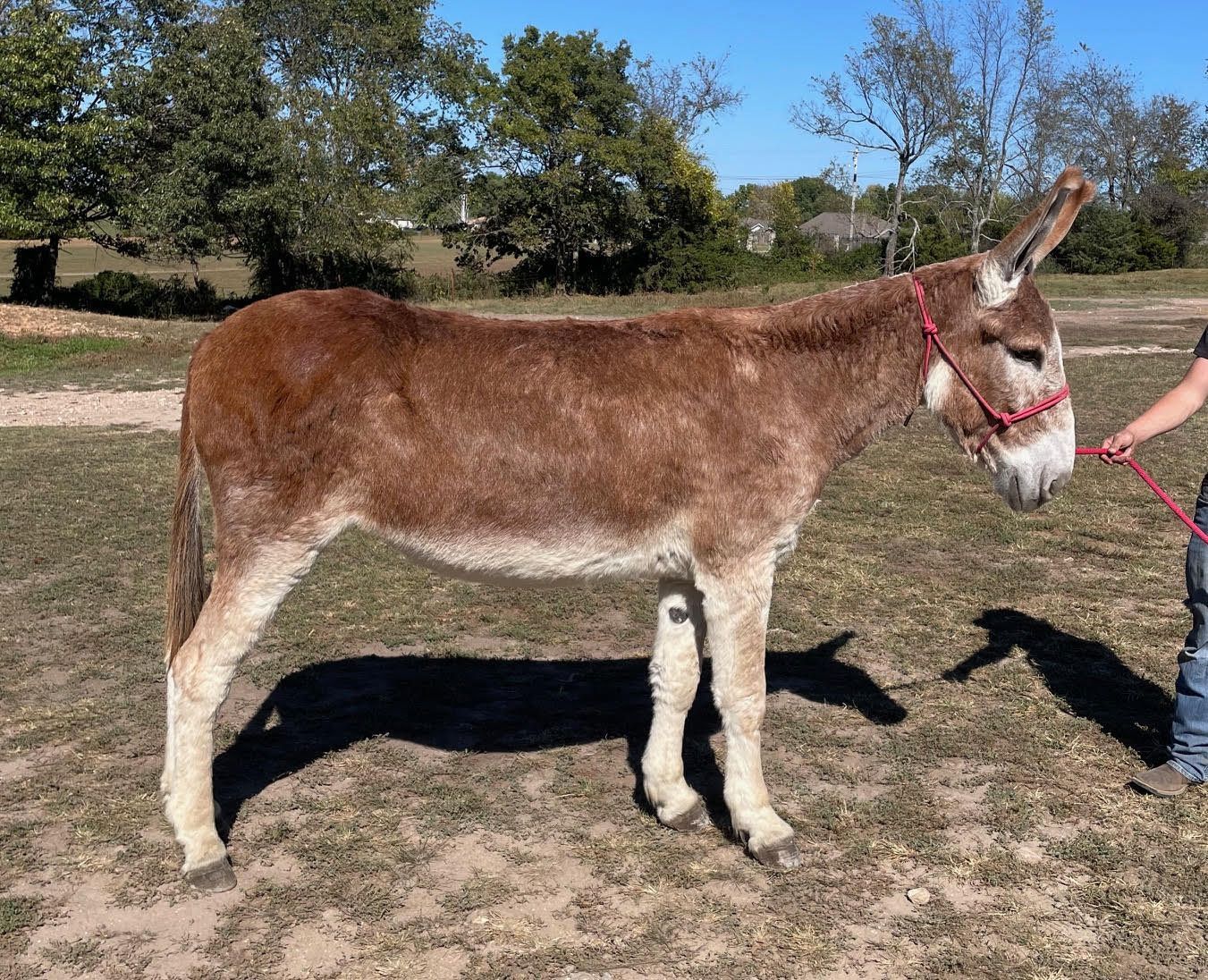 Click for a closer look at Daisy Daisy, saddle donkey photo, 2025