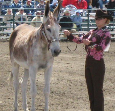 Dutch 2010 Bishop Mule Days