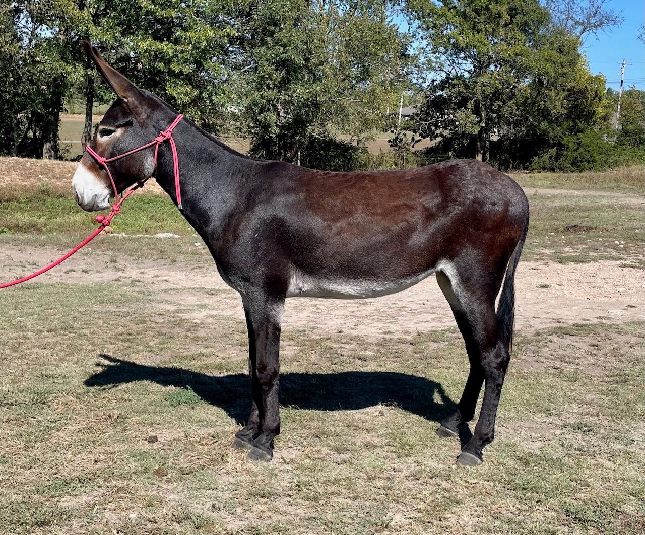 Fancy riding donkey photo, 2025