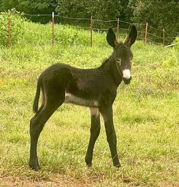 Photo of Garrett foal #13 of 2026
