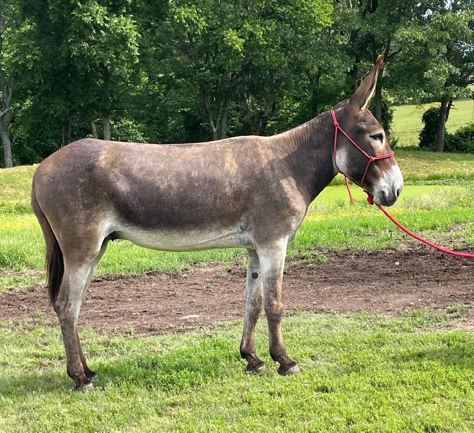 Gringo, saddle donkey photo, 2025