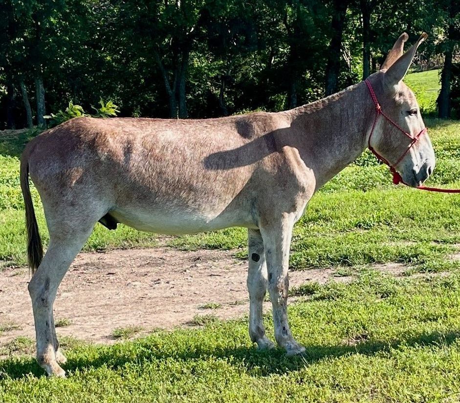Gus, saddle donkey photo, 2025