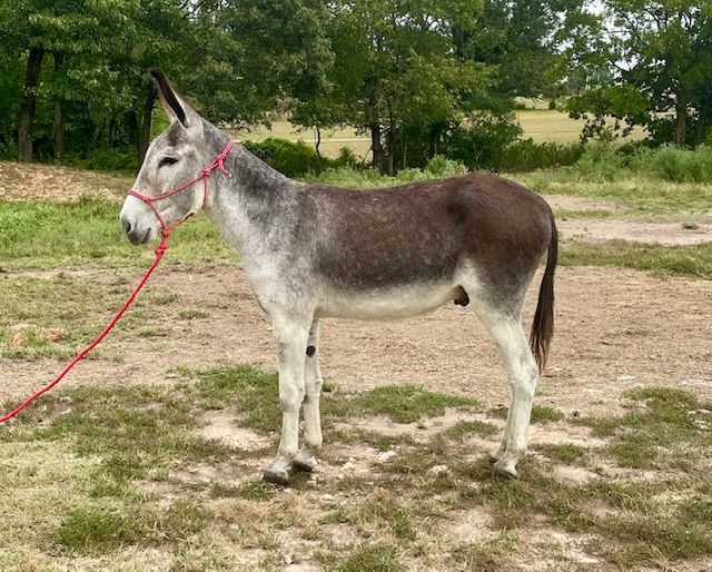 Happy riding donkey photo, 2025