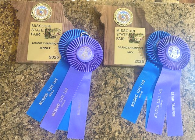 Missouri State Fair Jack and Jennet Grand Champion ribbons