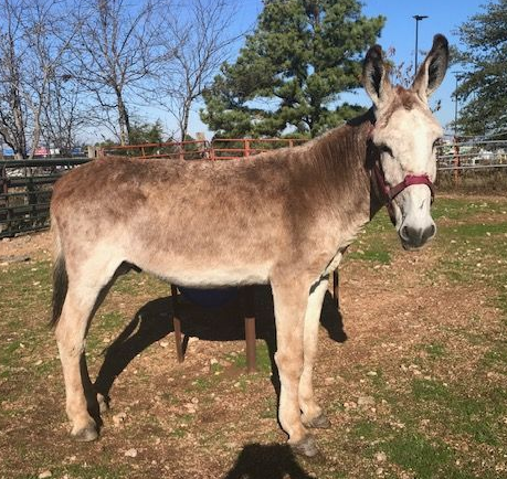 Montana, roan sorrel intact jack photo, 2025