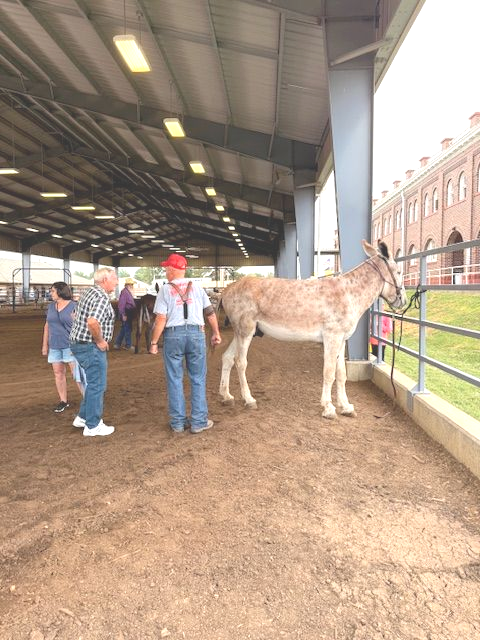 Bill Garrett with OK Playboy at the 2025 Missouri State Fair
