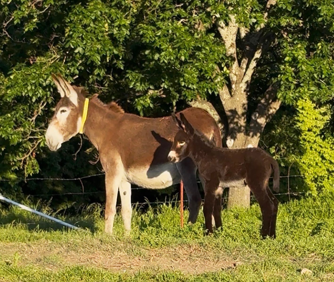 Foal #2 of 2026