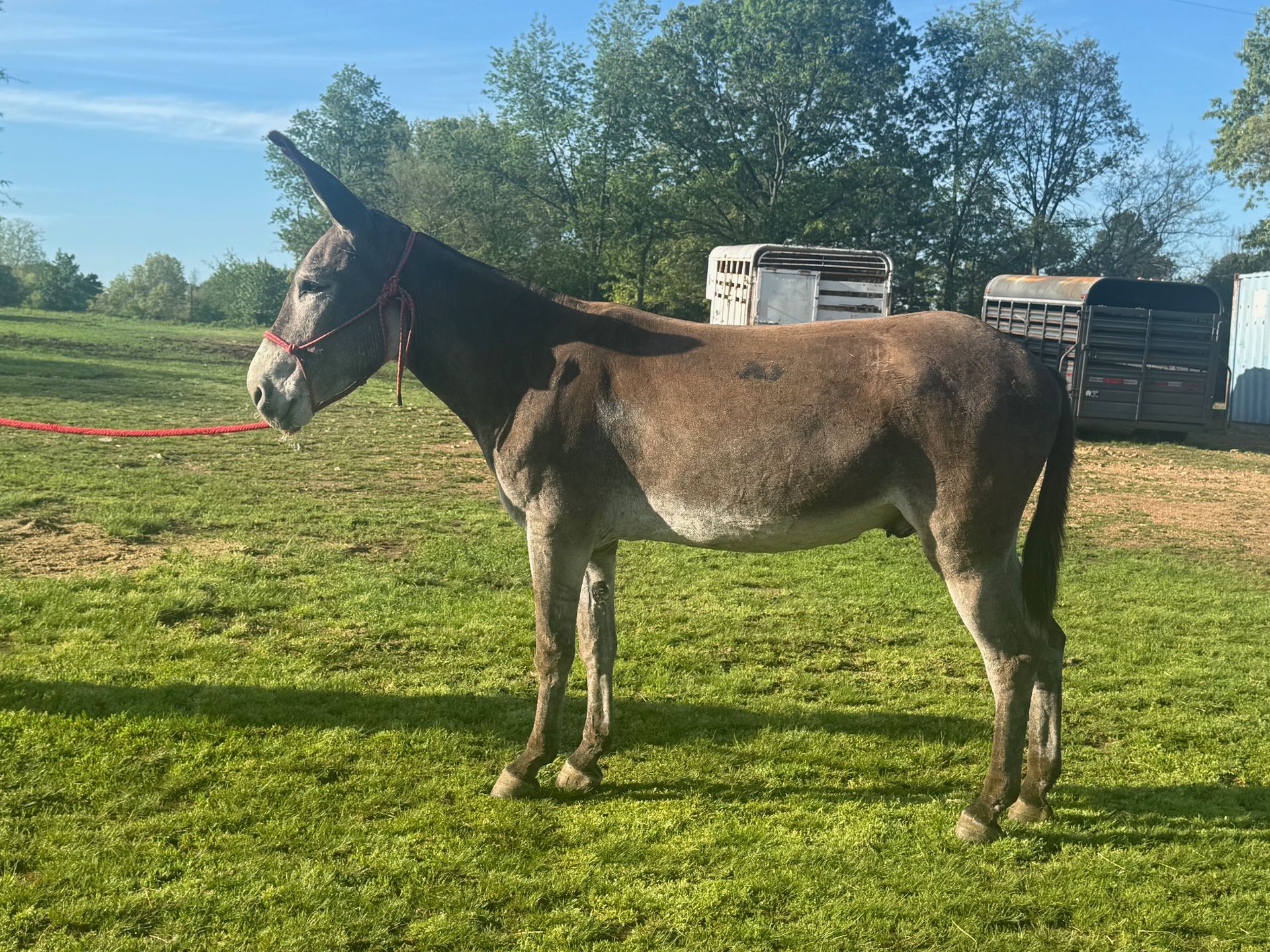 Newly riding donkey photo, 2025