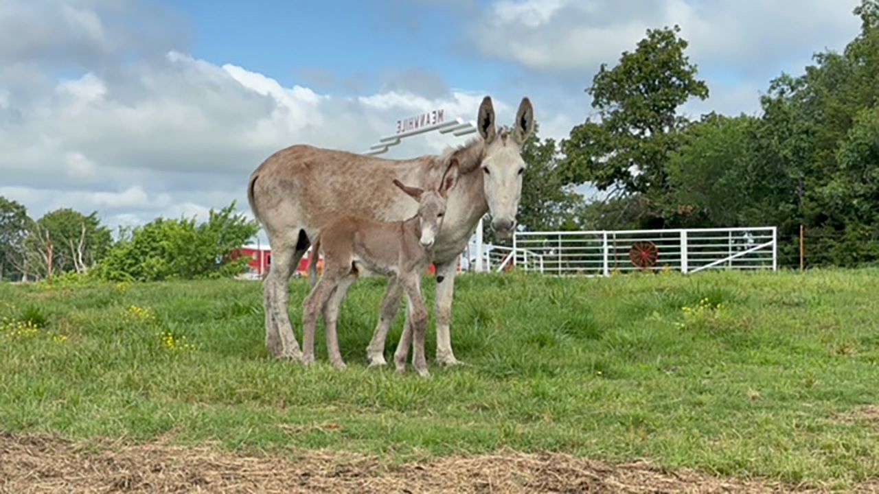 Foal #6 of 2026
