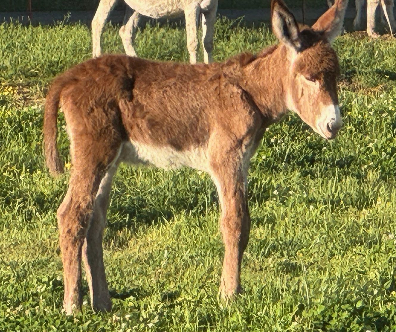Foal 1 of 2025