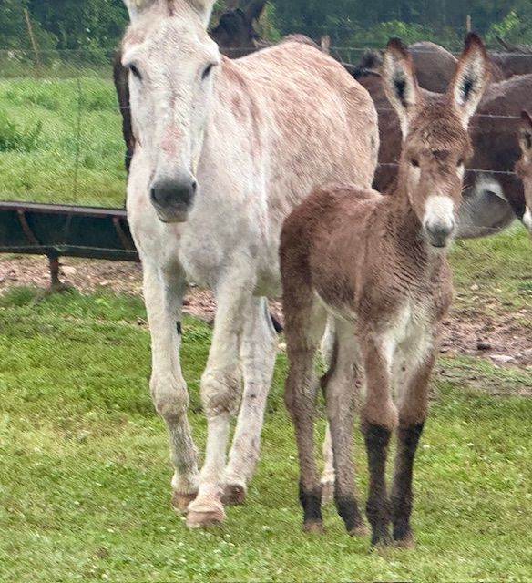 Foal #3 of 2025