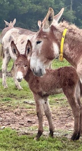 Foal #4 of 2025