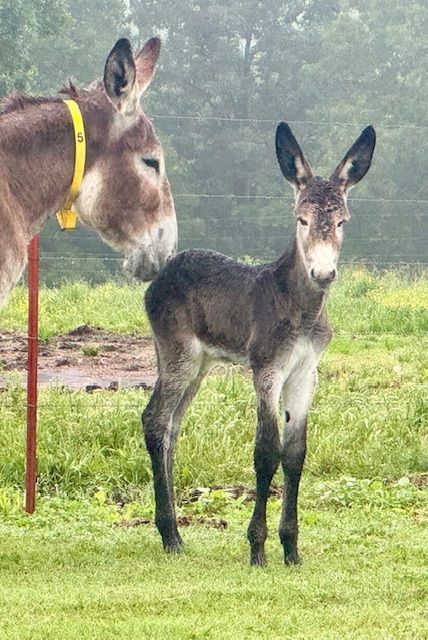 Foal #5 of 2025