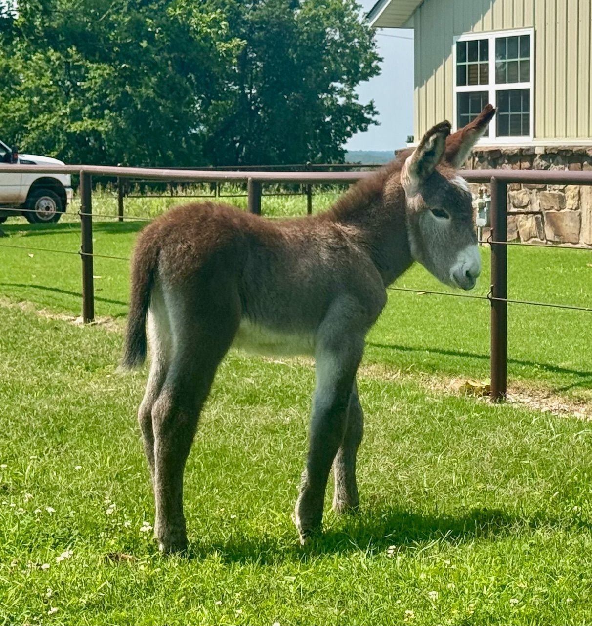 Foal #6 of 2025
