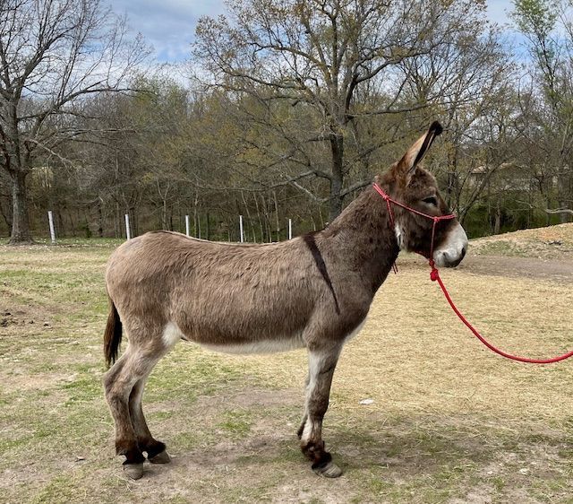 Bosco, saddle donkey photo, 2025