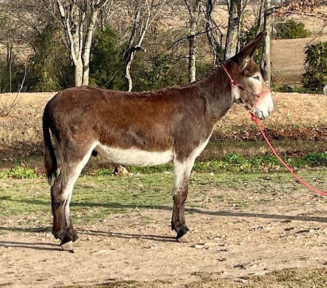 Click for a closer look at Rudy Rudy, saddle donkey photo, 2025