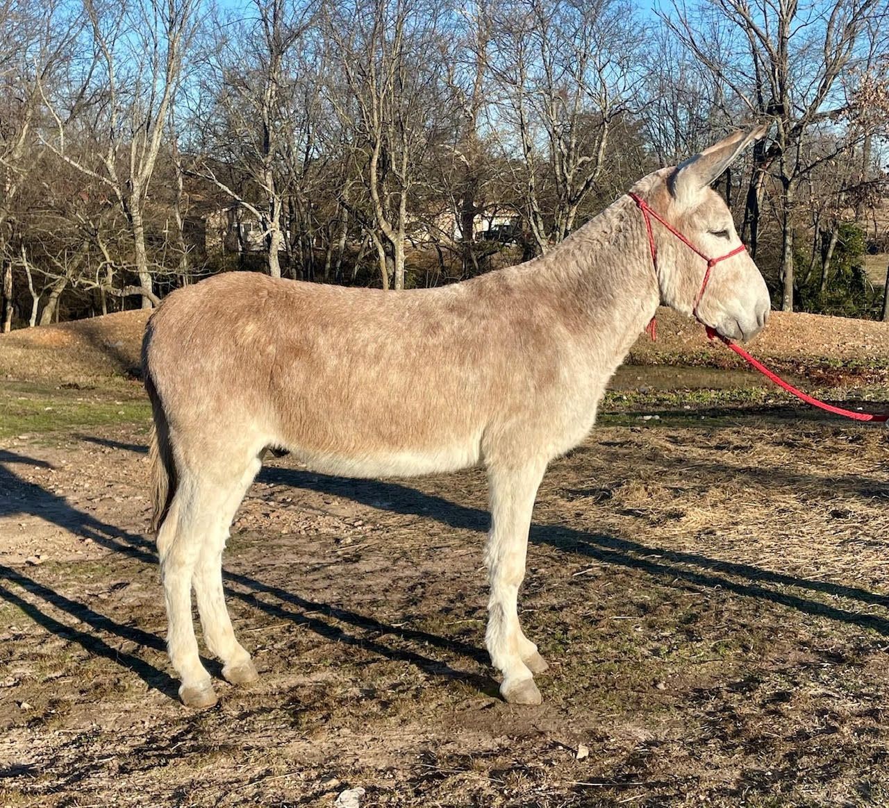 Click for a closer look at Larry Larry, saddle donkey photo, 2026