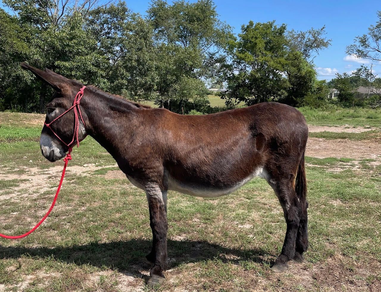 Lizzo, saddle donkey photo, 2025