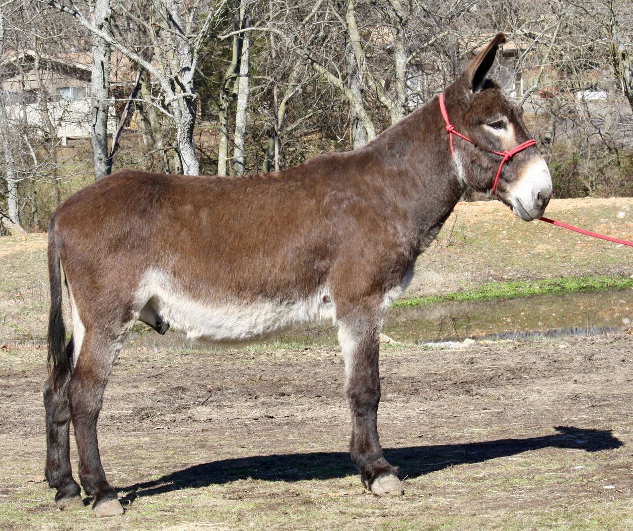 Macho saddle donkey photo, 2024