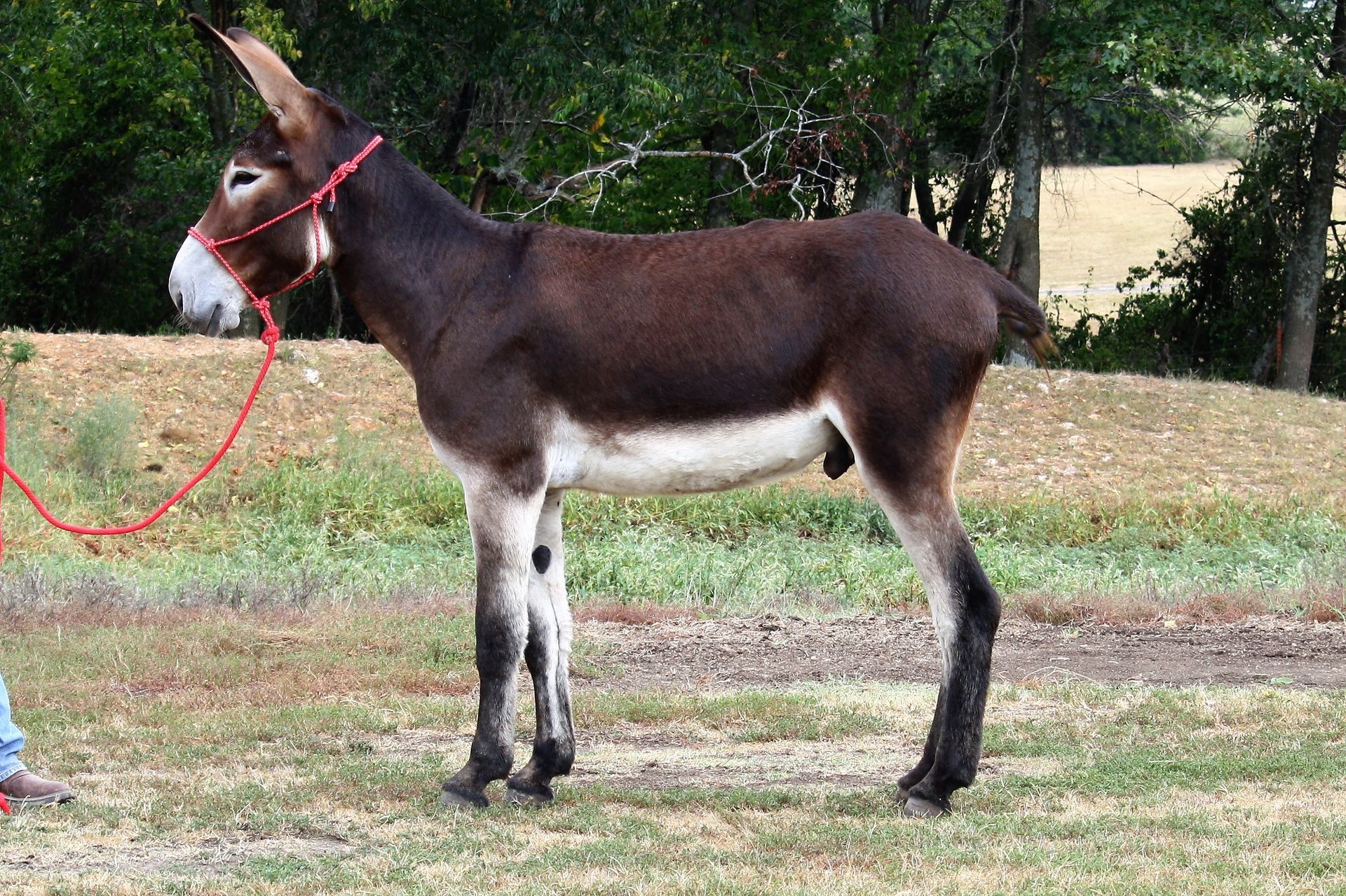Magic Mike saddle donkey photo, 2023