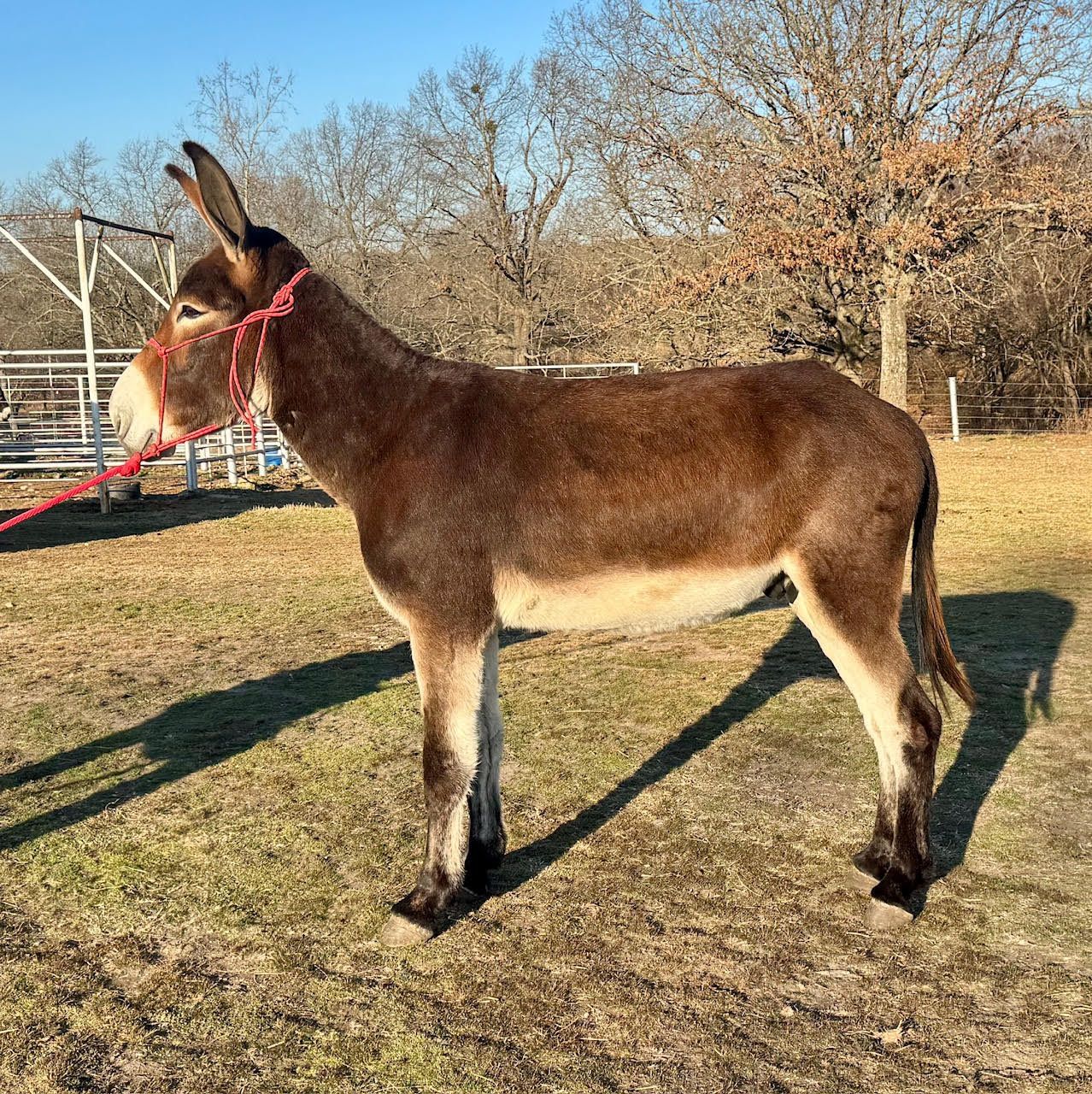Nemo, saddle donkey photo, 2026